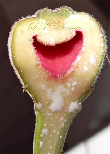  V.S.Hypanthodium